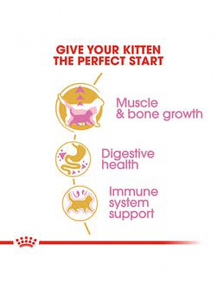 FBN KITTEN BRIT SHORTHAIR_web4